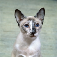Picture of ch rivendell apache, tortoiseshell point siamese cat