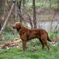 Picture of ch rockruns goosebuster cd, jh, wd, chesapeake bay retriever, standing by a river bank