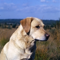 Picture of ch rookwood silver moonlight, labrador head study