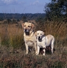 Picture of ch rookwood silver moonlight (moo) labrador retriever and puppy
