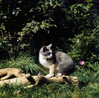 Picture of ch rosental dishy dolly, manx cat on a log