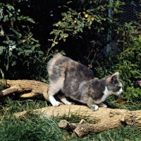 Picture of ch rosental dishy dolly, manx cat on a log