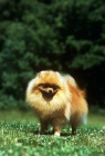 Picture of ch rosskearâ€™s triple echo, pomeranian