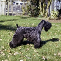 Picture of ch rownhams czarina  kerry blue terrier side view 