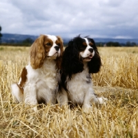 Picture of ch salador crismark, ch salador celtic prince in a stubble field