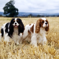 Picture of ch salador crismark,blenheim, ch salador celtic prince, tri, two  cavalier king charles spaniels in stubble field