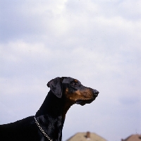 Picture of ch sallate ferris, dobermann , breed CC record holder, head shot