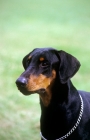 Picture of ch sallate ferris, dobermann, uk cc record holder, portrait