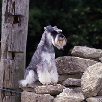 Picture of ch samavai steps out, miniature schnauzer sitting on dry stone wall