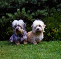 Picture of ch sandyclose scilla (mustard) ch sandyclose sonata, (pepper)  two dandie dinmonts sitting on grass 