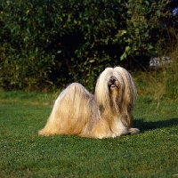 Picture of ch saxonsprings fresno,  famous lhasa apso, dear fressi looking beautiful