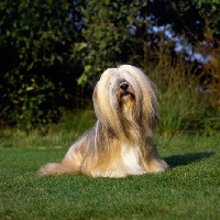Picture of ch saxonsprings fresno, famous lhasa apso