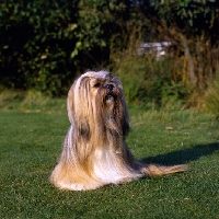 Picture of ch saxonsprings fresno, lhasa apso with her hair tied back