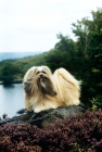 Picture of ch saxonsprings hackensack (hank), lhasa apso standing in moorland on rock