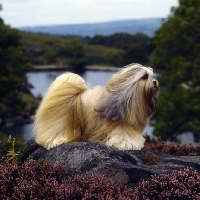 Picture of ch saxonsprings hackensack (hank) on rock with hair blowing, bis crufts '84