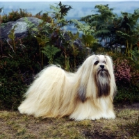 Picture of ch saxonsprings hackensack (hank), best in show, crufts 1984,