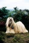 Picture of ch saxonsprings hackensack (hank) lhasa apso, looking proud in moorland