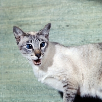 Picture of ch senty-twix frangipani, tabby point siamese cat 