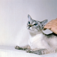 Picture of ch senty-twix frangipani, tabby point siamese cat being stroked