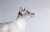 Picture of ch senty-twix frangipani, tabby point siamese cat, head study