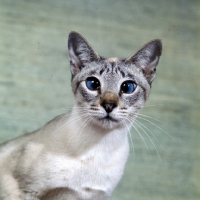 Picture of ch senty-twix frangipani, tabby point siamese cat looking into camera lens