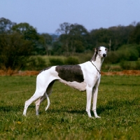 Picture of ch shalfleet silver moon, showgreyhound standing in a field