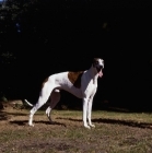 Picture of ch shalfleet sparticist, show
greyhound standing on grass