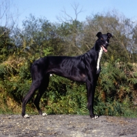 Picture of ch shalfleet sporting knight, show greyhound standing on a path