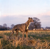 Picture of ch shalfleet starlight, show  greyhound standing in a field