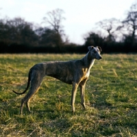 Picture of ch shalfleet starlight, show greyhound in a field with hunting in mind