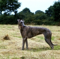 Picture of ch shalfleet starlight, show greyhound standing in a field of cut hay 