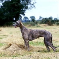 Picture of ch shalfleet starlight, show greyhound in a field of cut hay