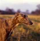 Picture of ch shalfleet starlight, show greyhound with hunting in mind