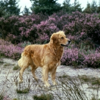 Picture of ch sharland the scot, golden retriever on a path with heather