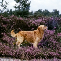 Picture of ch sharland the scot, golden retriever with heather
