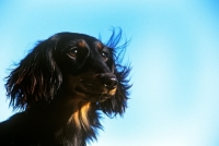 Picture of ch shenaligh fairy footsteps, miniature long haired dachshund, portrait