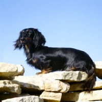Picture of ch shenaligh fairy footsteps miniature long haired dachshund  sitting on a wall