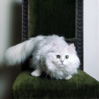 Picture of ch shengo eleiza, chinchilla cat sitting on chair staring at camera