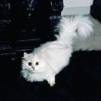 Picture of ch shengo eleiza, chinchilla cat