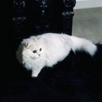 Picture of ch shengo eleiza, chinchilla cat on black sofa