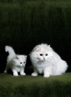 Picture of ch shengo eleiza, chinchilla cat and kitten