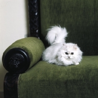 Picture of ch shengo eleiza, chinchilla cat,  in a chair