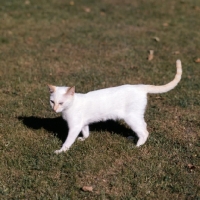 Picture of ch shere-khan-redfa du fond' roy, red point siamese cat