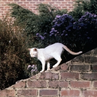 Picture of ch shere-khan-redfa du fond' roy, red point siamese cat