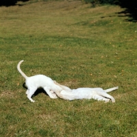 Picture of ch shere-khan-redfa du fond' roy, and ch sivah-redki du fond'roy, red point siamese cats