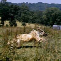 Picture of ch shere khan of tarjih, afghan hound running on grass in the countryside