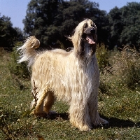 Picture of ch shere khan of tarjih, afghan hound standing in a field