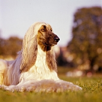Picture of ch shere khan of tarjih, afghan hound lying on grass
