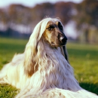 Picture of ch shere khan of tarjih, afghan hound lying on grass