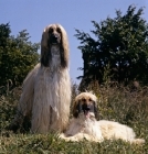 Picture of ch shere khan of tarjih and bletchingley kushi, afghan hound and puppy on grass 